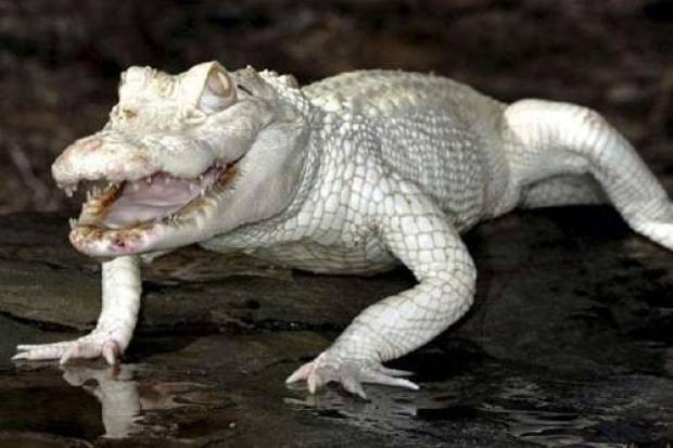 İşte albino hayvanlar! - Page 2