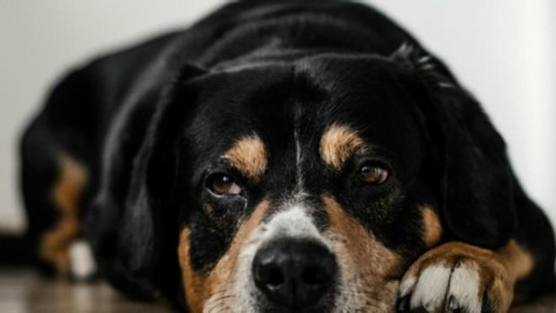 Köpekler, balinalar, atlar ve diğer hayvanlar canına kıyar mı? - Page 1