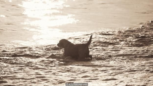 Köpekler, balinalar, atlar ve diğer hayvanlar canına kıyar mı? - Page 2