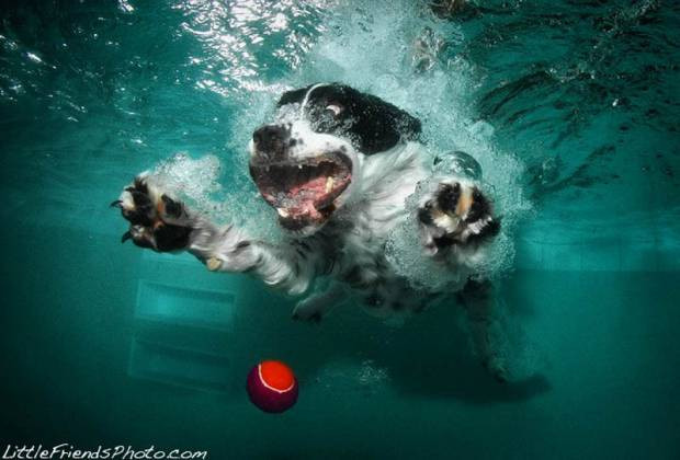 Köpeklerin su altındaki dalışlarından ilginç kareler! -GALERİ - Page 1