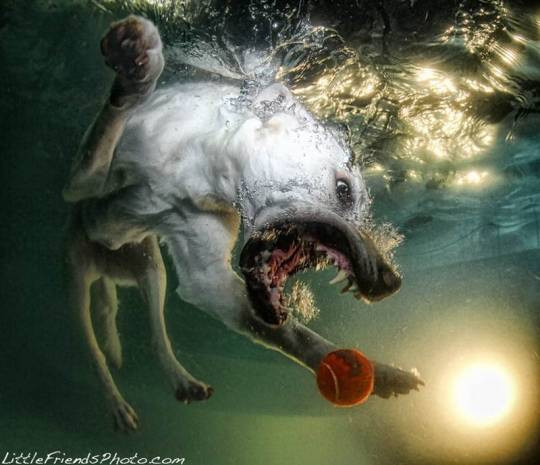 Köpeklerin su altındaki dalışlarından ilginç kareler! -GALERİ - Page 4