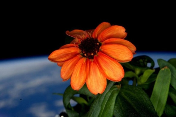 NASA'nın uzayda yetiştirdiği bitkiler ve 'Zinnia' çiçeği - Page 1