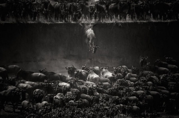 National Geographic 2014 fotoğraf yarışması kazananları - Page 2