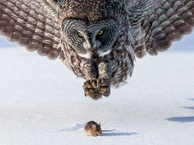 National Geographic enlerini seçti! - Page 4