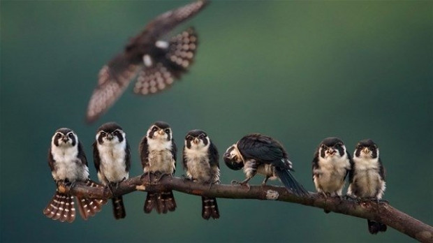 National Geographic yılın doğa fotoğrafçılarını belirliyor - Page 1