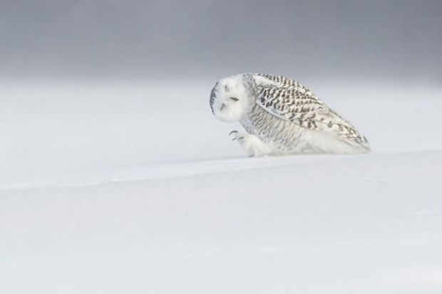 National Geographic'den en iyileri - Page 2