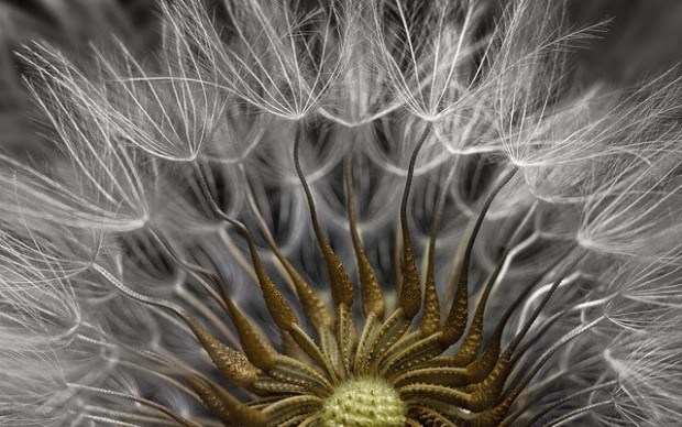 Nikon'un Fotomikrografi yarışması, finalistleri - Page 1