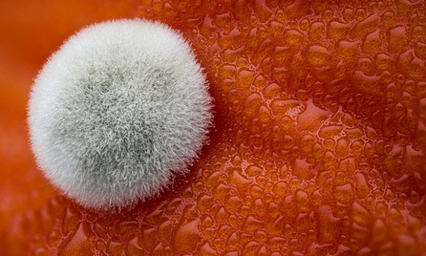 Nikon'un Fotomikrografi yarışması, finalistleri - Page 3