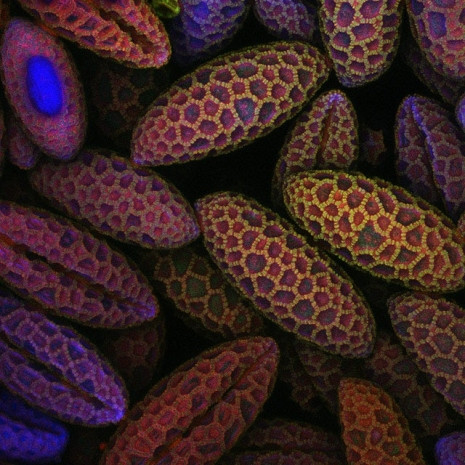 Nikon'un Fotomikrografi yarışması, finalistleri - Page 4