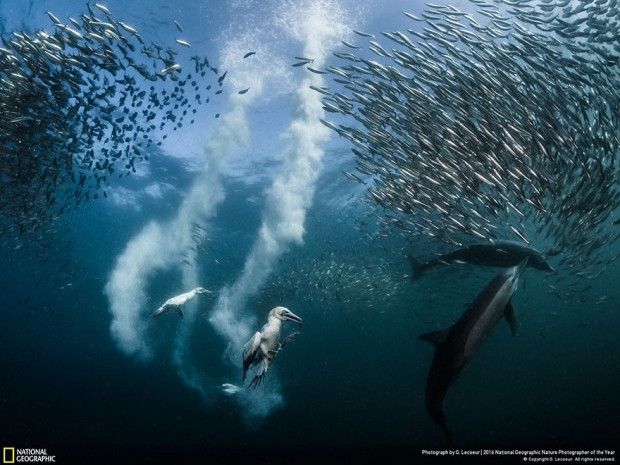 Ödüllü National Geographic fotoğrafları - Page 4