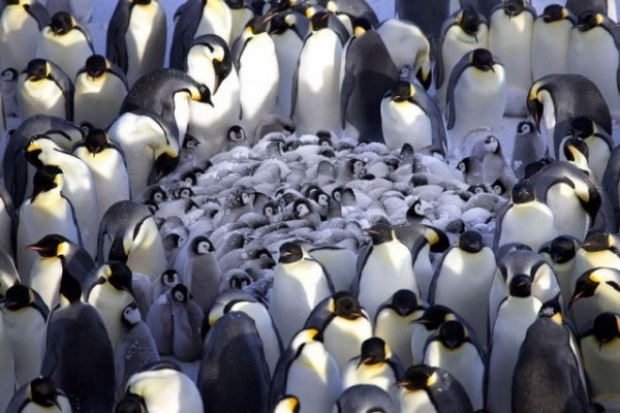 Penguenlerin inanılmaz sırrı! - Page 1