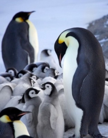 Penguenlerin inanılmaz sırrı! - Page 2