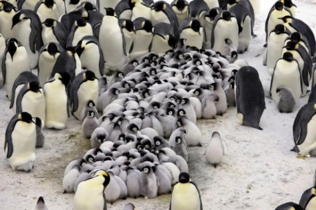 Penguenlerin inanılmaz sırrı! - Page 3