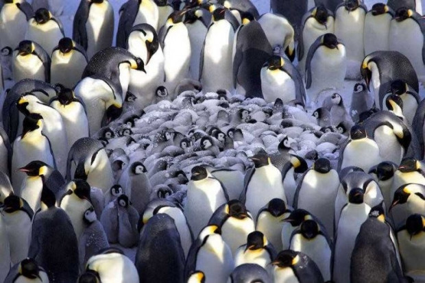 Penguenlerin yeni bir özelliği keşfedildi - Page 1