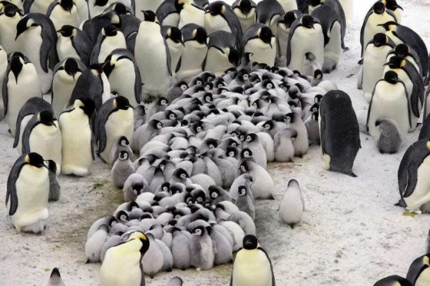 Penguenlerin yeni bir özelliği keşfedildi - Page 2