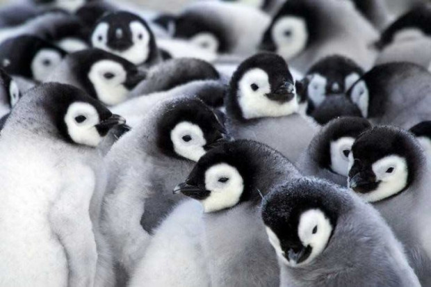Penguenlerin yeni bir özelliği keşfedildi - Page 3
