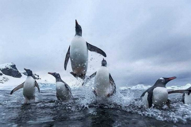 Penguenlerin yeni bir özelliği keşfedildi - Page 4