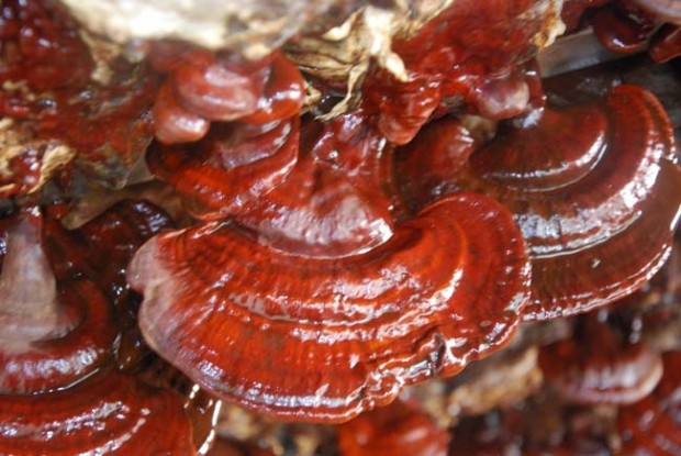 Reishi mantarının kilosu bin lira - Page 3