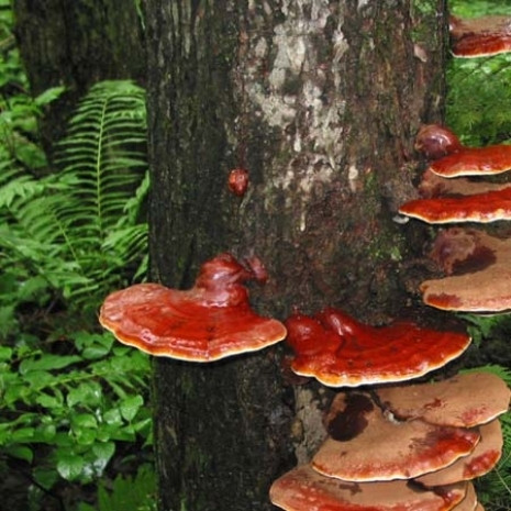 Reishi mantarının kilosu bin lira - Page 4