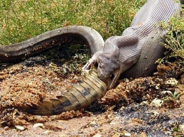 Sadece Avustralya'da çekilebilecek 25 fotoğraf! - Page 3