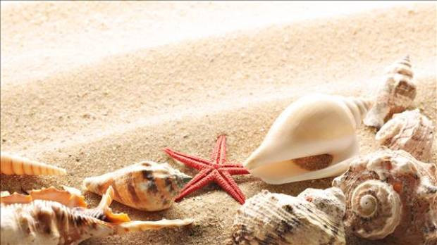 морская звезда песок ракушка без смс
