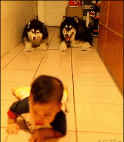 Sosyal medyanın ünlü köpekleri! - Page 1