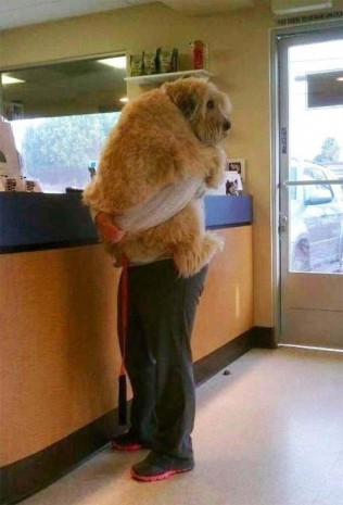 Sosyal medyanın ünlü köpekleri! - Page 2