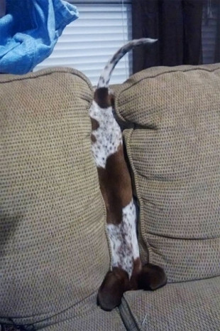Sosyal medyanın ünlü köpekleri! - Page 3
