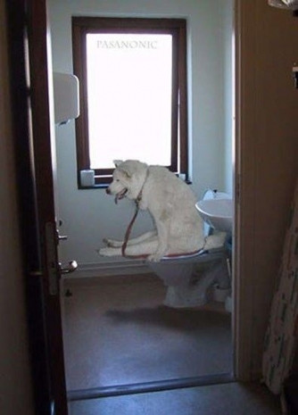 Sosyal medyanın ünlü köpekleri! - Page 4