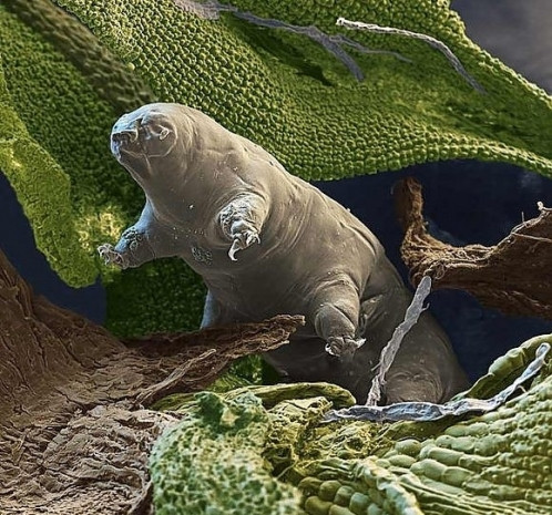 ''Tardigrada'' diğer adlarıyla su ayıları hakkında 7 bilgi - Page 2