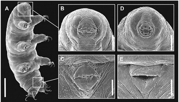 ''Tardigrada'' diğer adlarıyla su ayıları hakkında 7 bilgi - Page 3