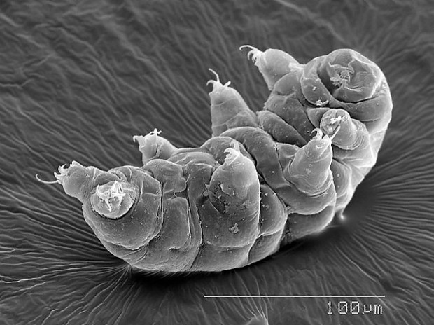 ''Tardigrada'' diğer adlarıyla su ayıları hakkında 7 bilgi - Page 4