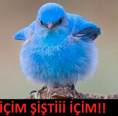 Twitter kapandı geyikleri - Page 4