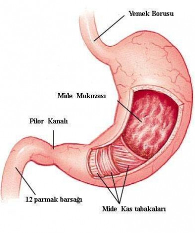 Vücudumuz hakkında 17 olağanüstü gerçek - Page 3