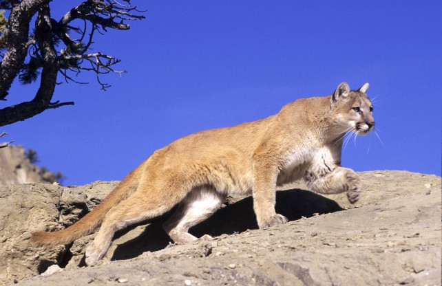1329736398_mountain-lion-montana-642x416.jpg