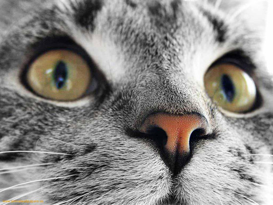 1342896798_perfect-face-cat-1.jpeg