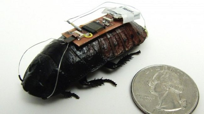 1347346602_robo-roach.jpg 1347346602_robo-roach.jpg