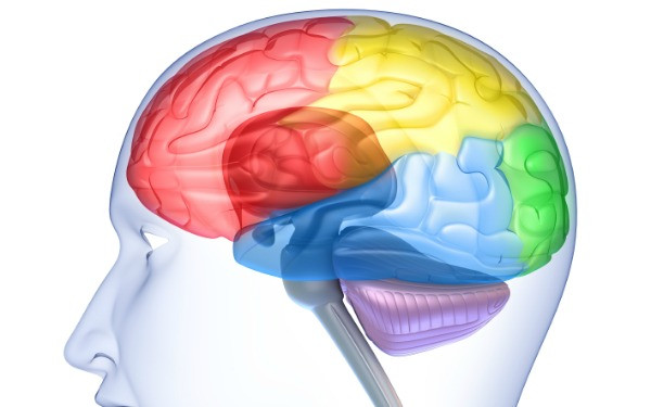 1349678976_google-brain-600.jpg