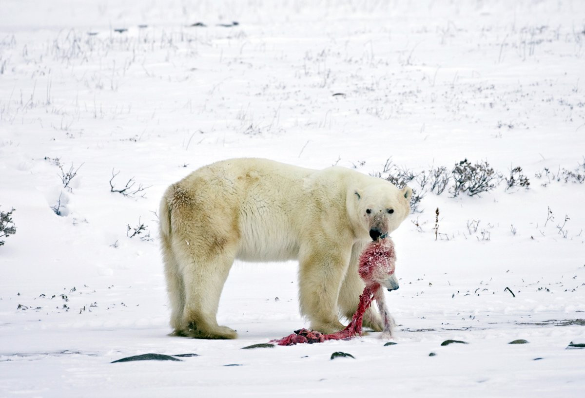 1417178879_melting-ice-is-a-major-problem-because-of-its-contribution-to-sea-level-rise-but-it-also-affects-wildlife-in-all-kinds-of-ways-polar-bears-are-the-poster-child-for-changing.jpg