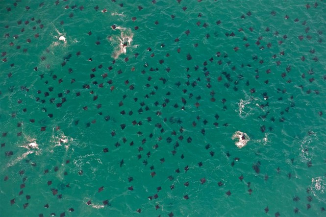 1432731289_despite-returning-to-the-same-spot-each-year-octavio-has-not-seen-a-swarm-of-mobula-rays-anything-like-the-one-he-encountered-in-2011-he-thinks-that-the-temperatures-have-been-too-warm-for-the-rays-return.jpg