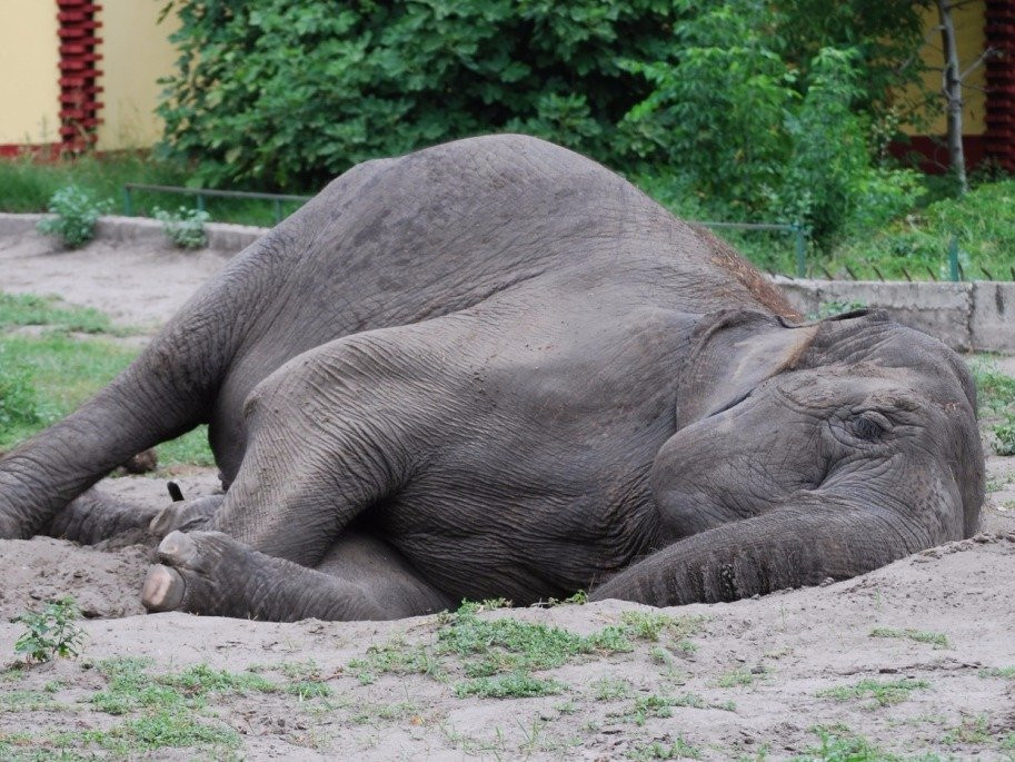 1443620241_sleeping-elephant.jpg