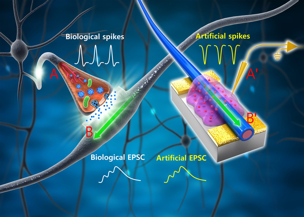 1467108407_neuronal-network-onw-st.jpg