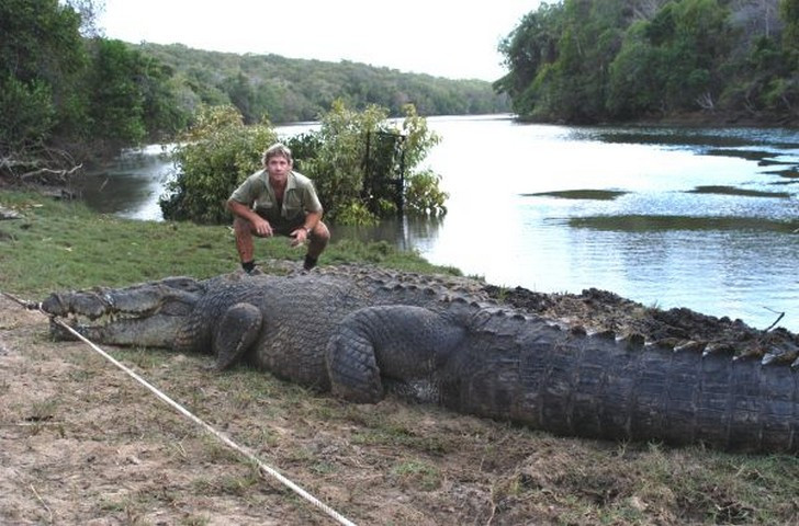 1471203747_saltwater-crocodile-size.jpg
